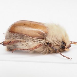 carabidae child | Europe