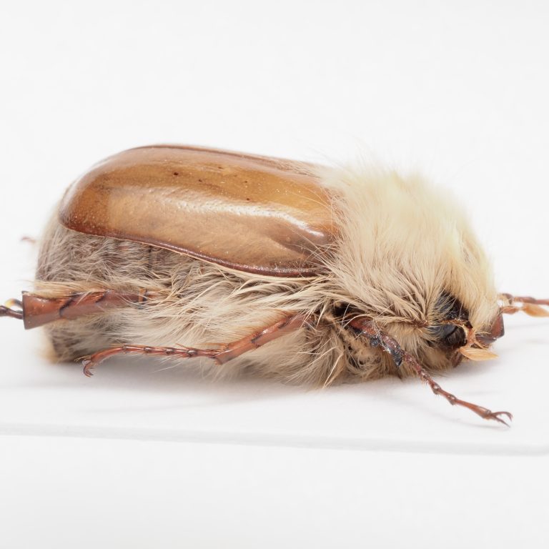 carabidae child | Europe