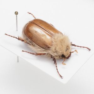 carabidae child | Europe