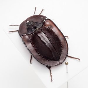 Chrysomelidae Group | Canada