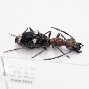 Curculionidae | Papua New Guinea