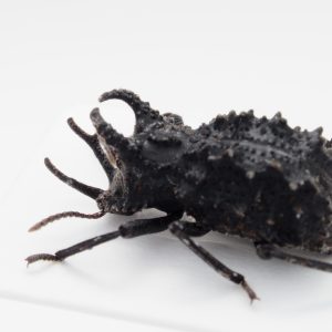 Chrysomelidae Group | Canada