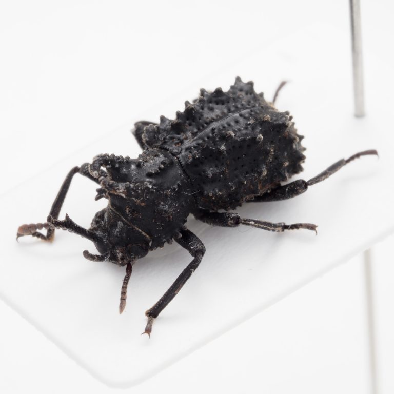Chrysomelidae Group | Canada
