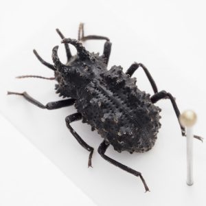 Chrysomelidae Group | Canada