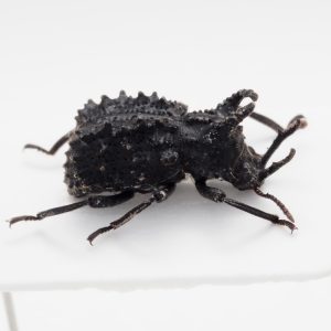 Chrysomelidae Group | Canada
