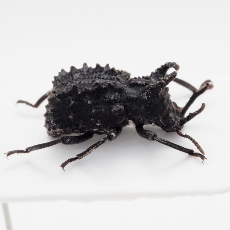 Chrysomelidae Group | Canada