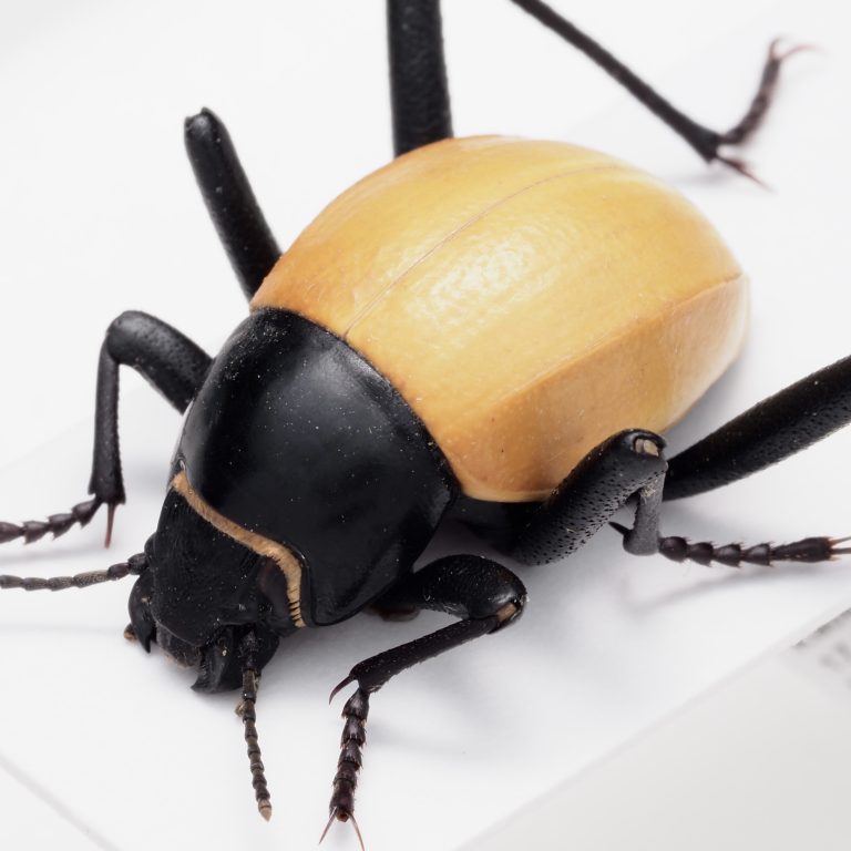 Lucanidae | France