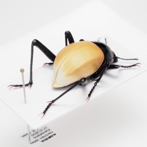 Lucanidae | France