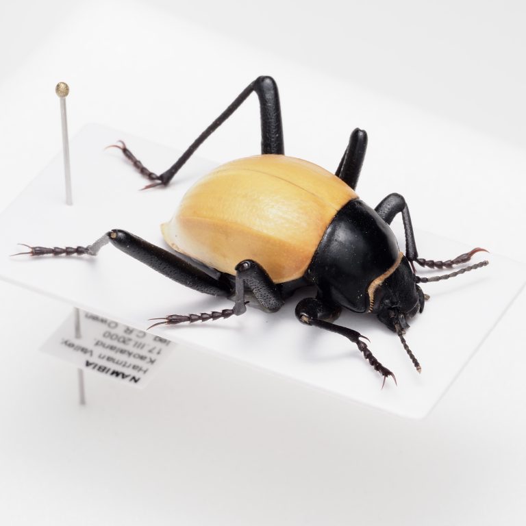 Lucanidae | France