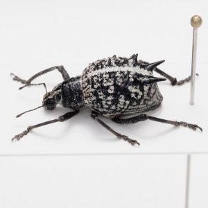 Lucanidae | Germany