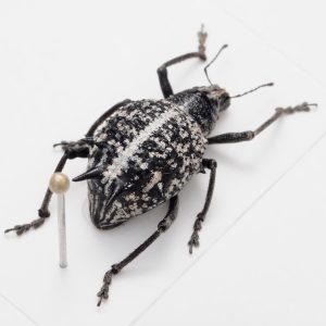 Lucanidae | Germany