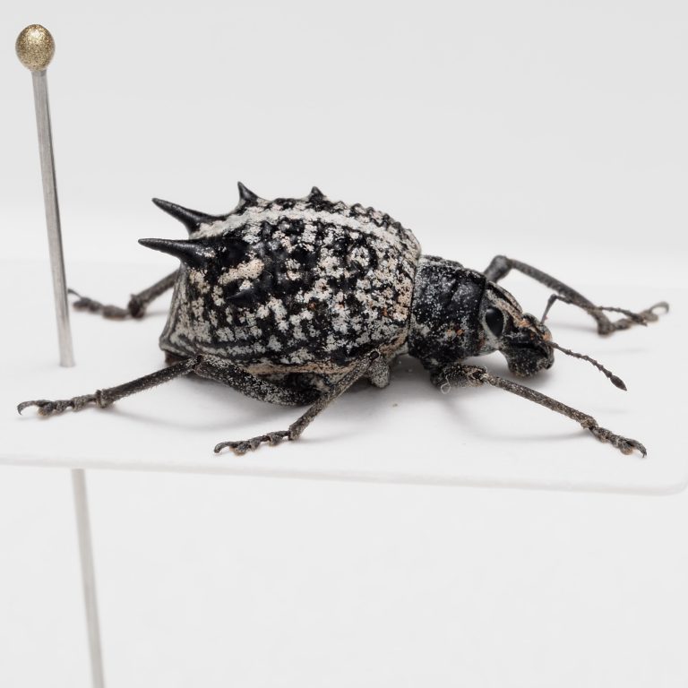 Lucanidae | Germany