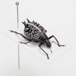 Lucanidae | Germany
