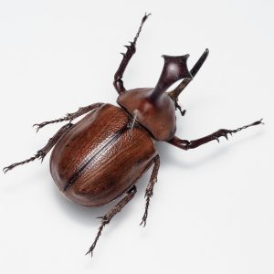 Cicindelidae | Yemen