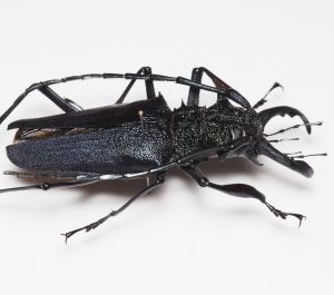 Elateridae | Canada