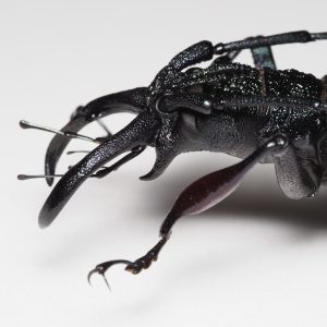 Elateridae | Canada