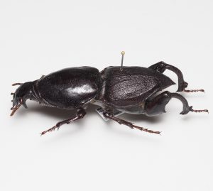 Elateridae | Canada