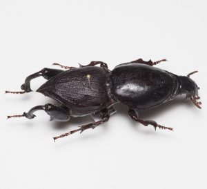 Elateridae | Canada