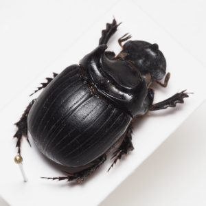 Elateridae | Canada