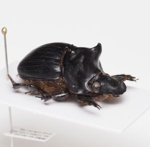 Elateridae | Canada