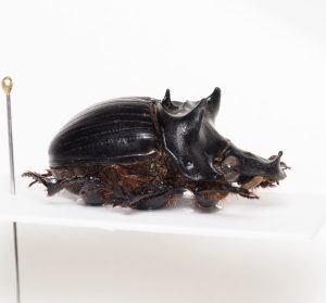 Elateridae | Canada