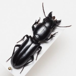 Elateridae | Canada
