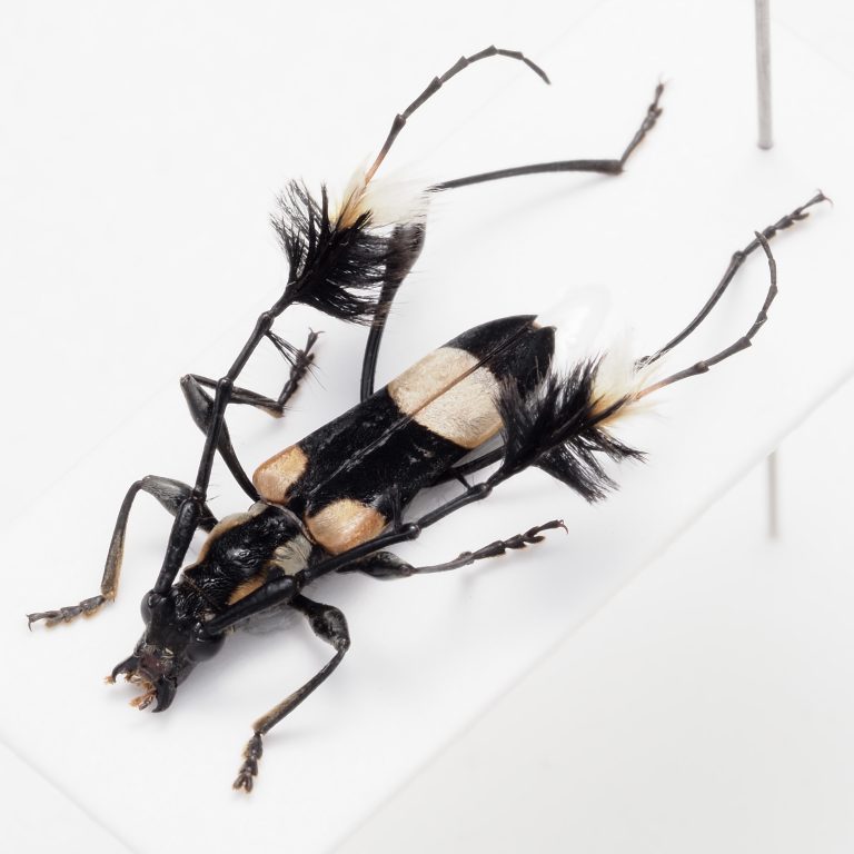 Chrysomelidae Group | Kuwait