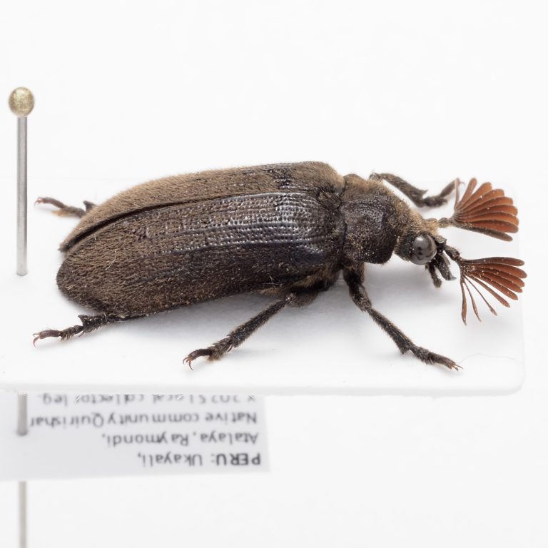 Cetoniinae | France