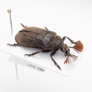Cetoniinae | France