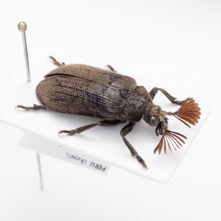 Cetoniinae | France