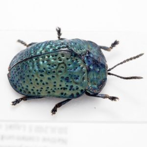 Dynastinae | Poland