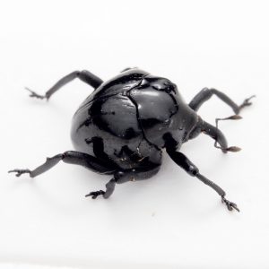 Membracidae | Dominican Republic