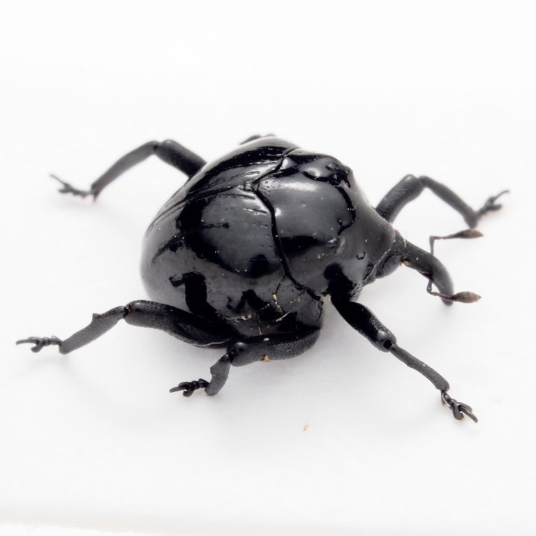 Membracidae | Dominican Republic