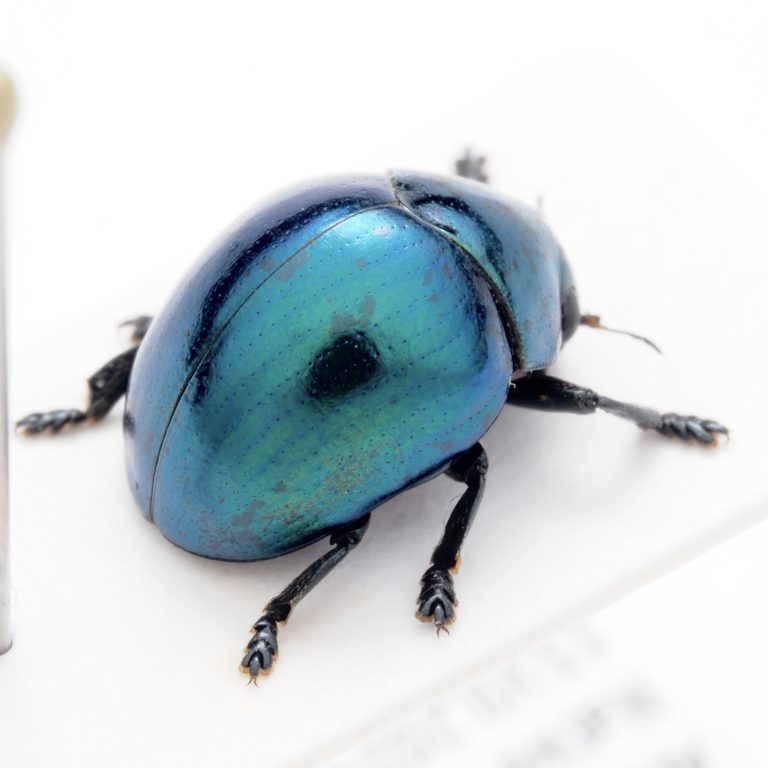 Chrysomelidae Group | test | Peru