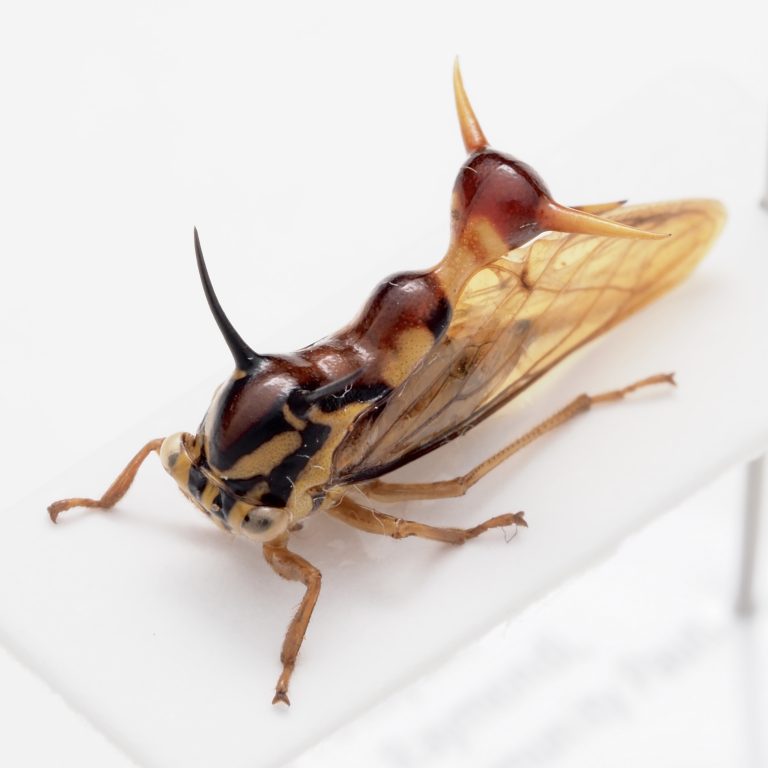 Cetoniinae | New Caledonia