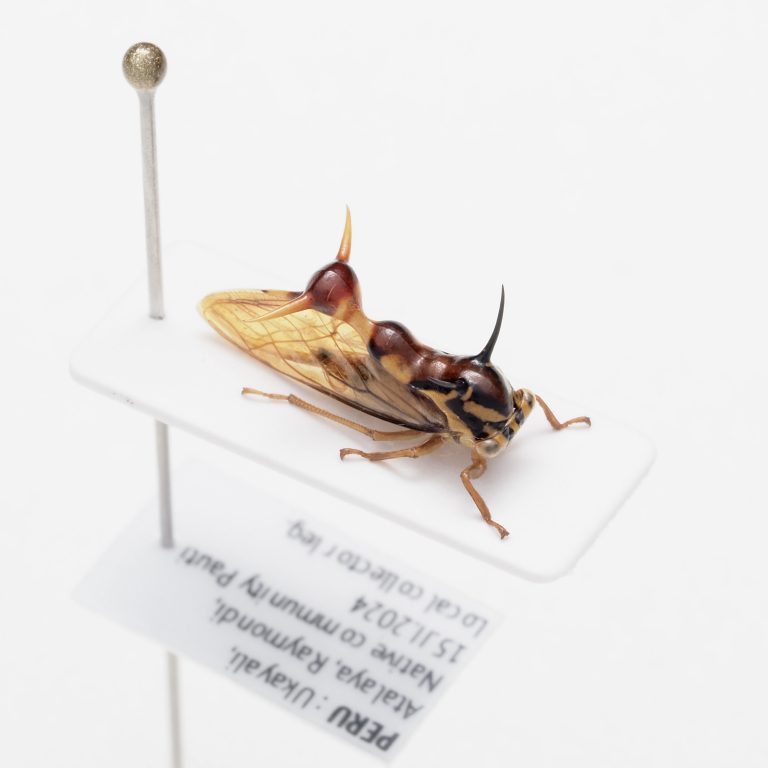 Cetoniinae | New Caledonia