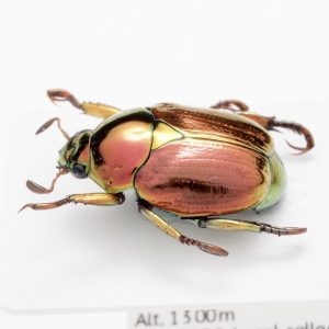 Hemiptera | United States