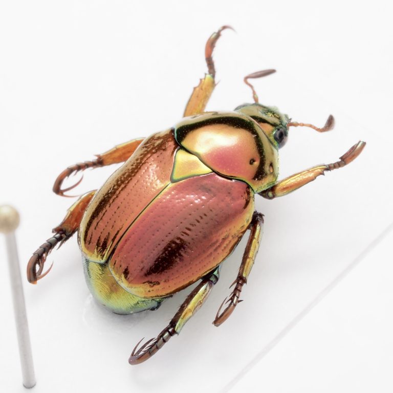 Hemiptera | United States