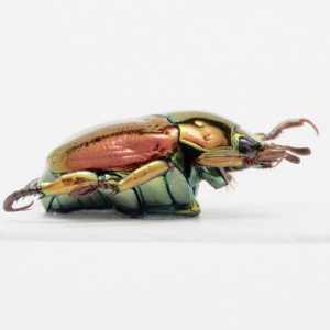 Hemiptera | United States