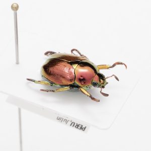 Hemiptera | United States