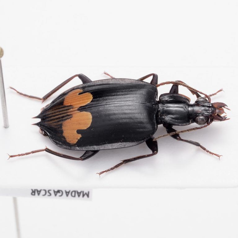Chrysomelidae Group | Zambia