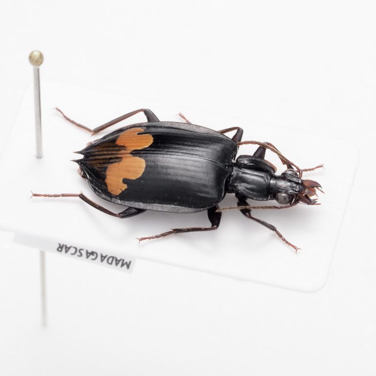 Chrysomelidae Group | Zambia