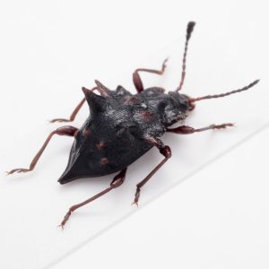 Scarab Beetles | Congo Republic