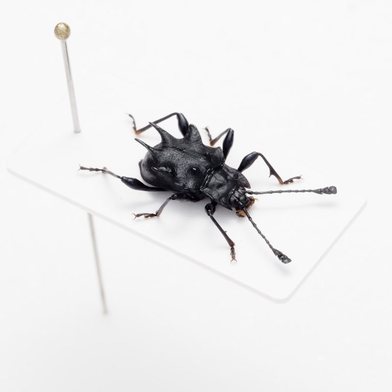 象甲科 | 厄立特里亚