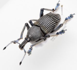 Curculionidae | Jamaica