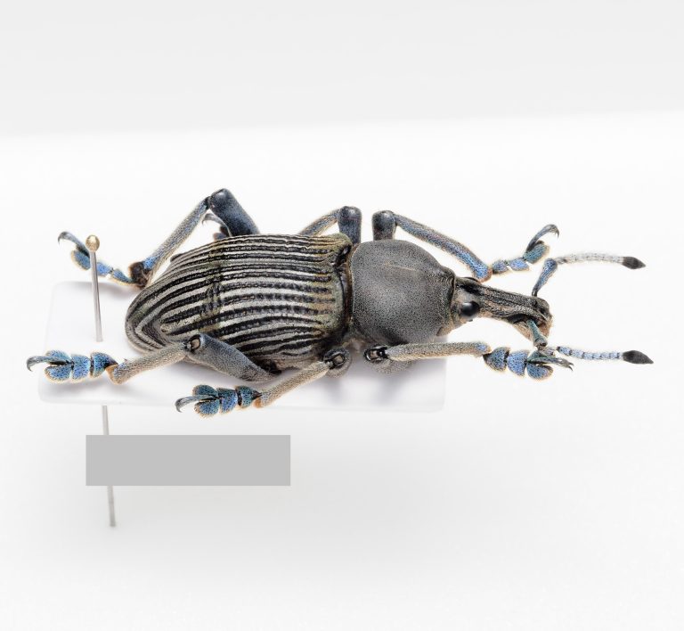 Curculionidae | Jamaica