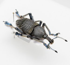 Curculionidae | Jamaica