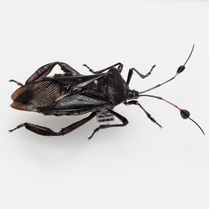 Buprestidae | Slovenia