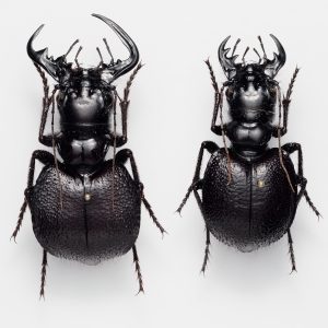 Hemiptera | India