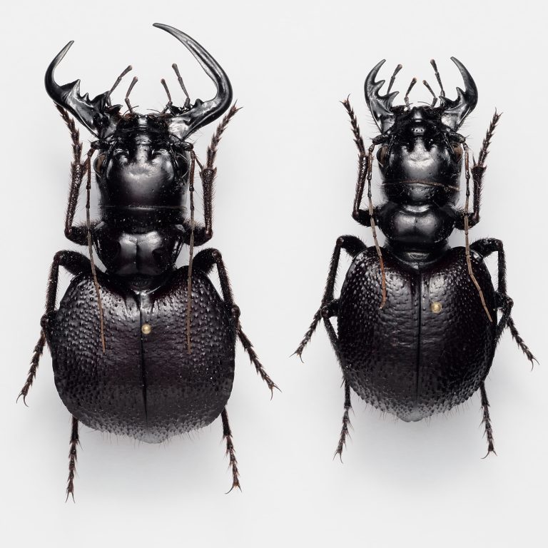 Hemiptera | India